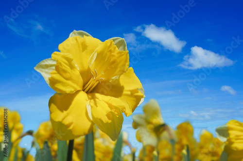 Fototapeta Naklejka Na Ścianę i Meble -  Cassata double daffodils in the home garden.