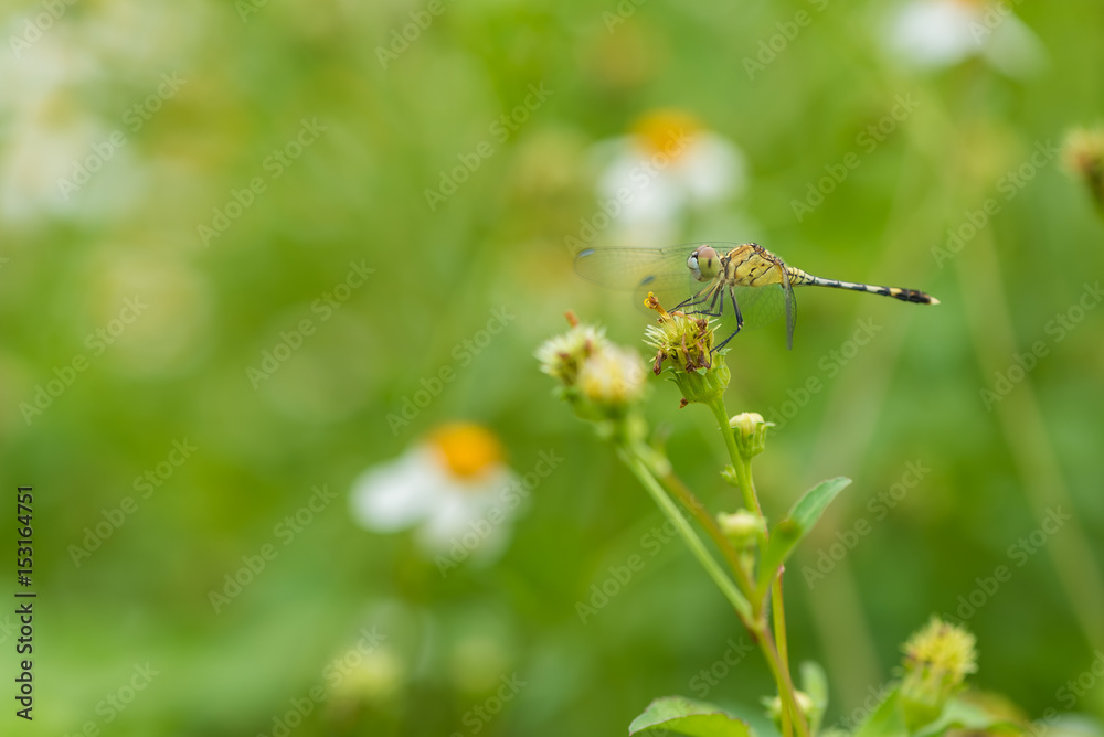 A dragonfly sitting on the wild daisy waiting to snatch its prey. A dragonfly sitting on the wild daisy waiting to snatch its prey.