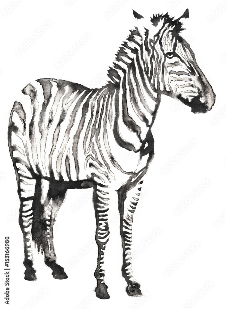 Fototapeta premium black and white monochrome painting with water and ink draw zebra illustration