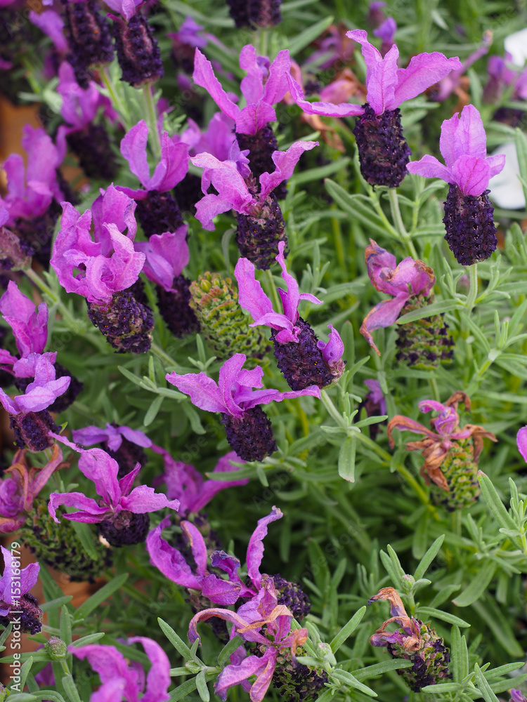 Fototapeta premium Violet flowers of lavender.