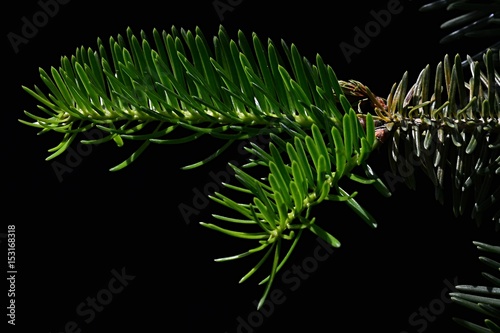 Young needle branch growing out of older on coniferous tree Nordmann Fir Abies Nordmanniana on black background photo