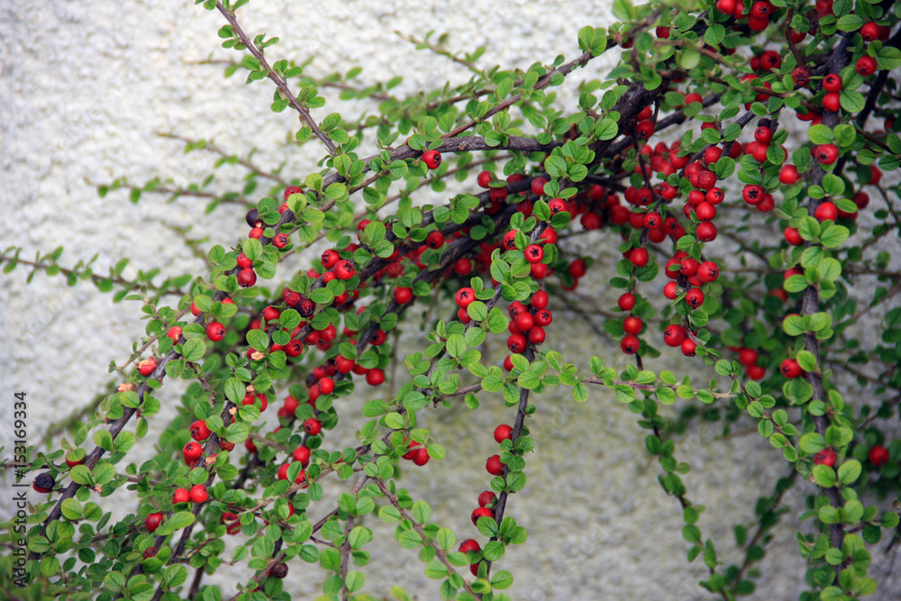 Red berries Red berries