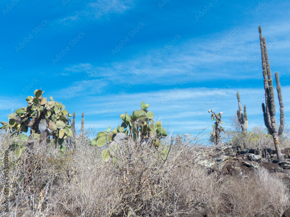 Typical Landscape on Santa Cruz Island Galápagos Islands Ecuador 