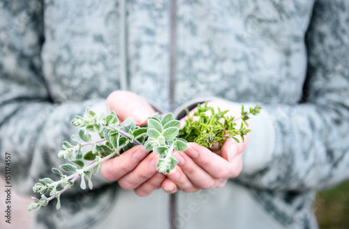A bunch of fresh wild oregano and hyssop (majoran) in a woman's hands. Hands holding Mediterranenan herbs in a forest photo