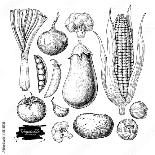 Vegetable hand drawn vector set. Isolated vegatarian engraved st
