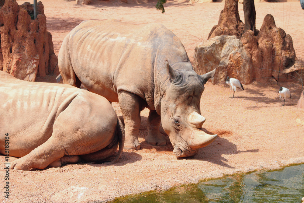 Fototapeta premium White rhinoceros in biopark. Valencia, Spain