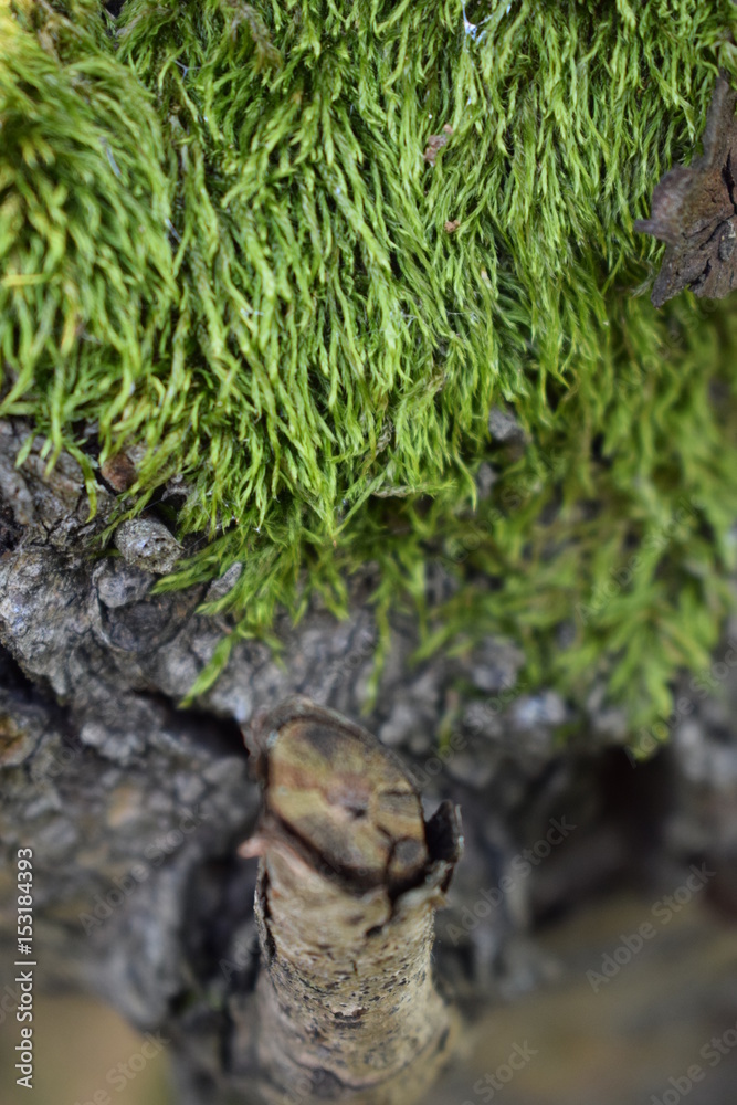 Obraz premium moss on the bark of the stump