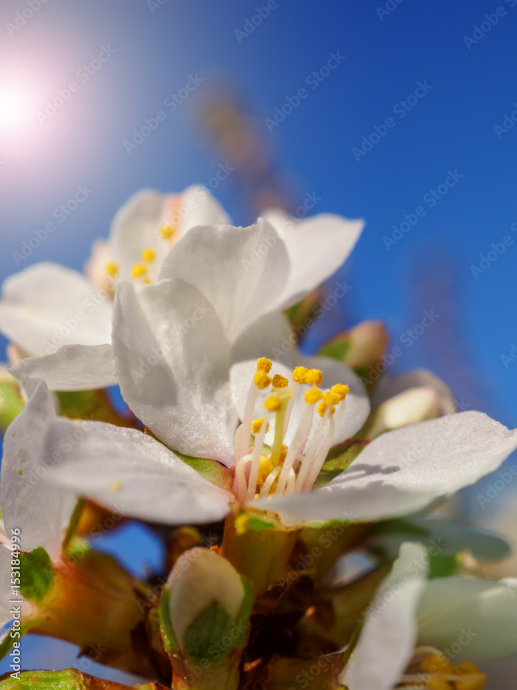 Cherry flowers blossom oriental white against background blue sky with sunshine beams macro shot. Cherry flowers blossom oriental white against background blue sky with sunshine beams macro shot.