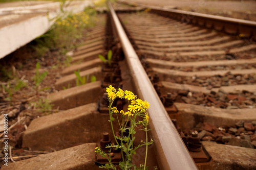 Yellow spring flowers on the railroad