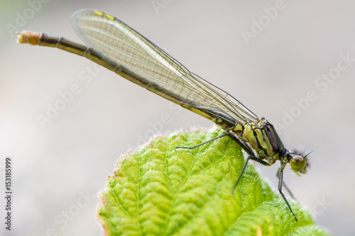 Red-eyed damselfly (Erythromma najas) teneral male. Freshly emerged insect in the family Coenagrionidae photo