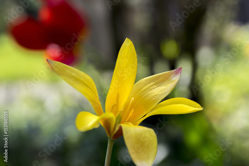 Tulipa stellata chrysantha in bloom, flowering golden lady tulips photo