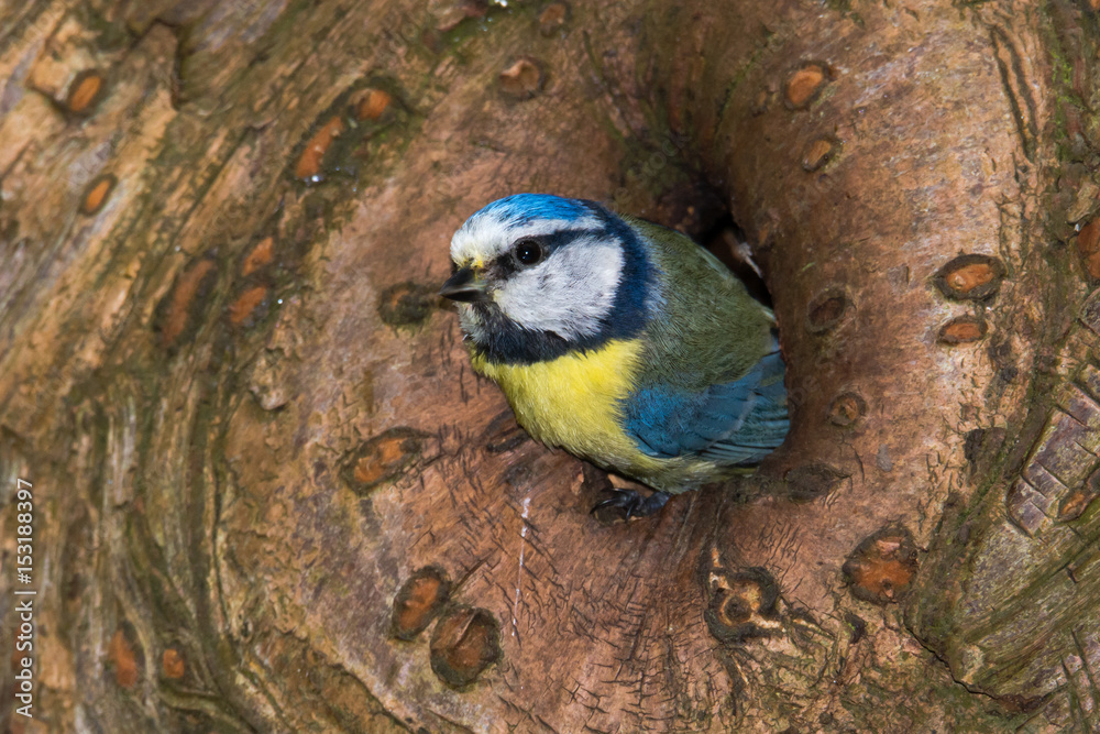 Naklejka premium Blue tit (Cyanistes caeruleus) emerging from hole in tree. Bird in the family Paridae leaving nest after delivering food to chicks