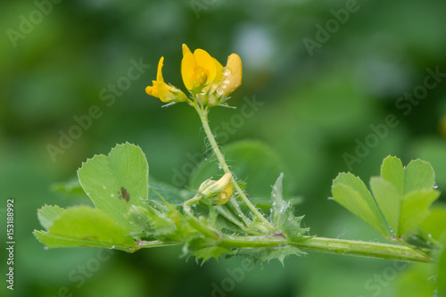 Spotted medick (Medicago arabica) in flower. Yellow flower and distinctive leaflets with dark blotch in centre of this plant in the pea family (Fabaceae)