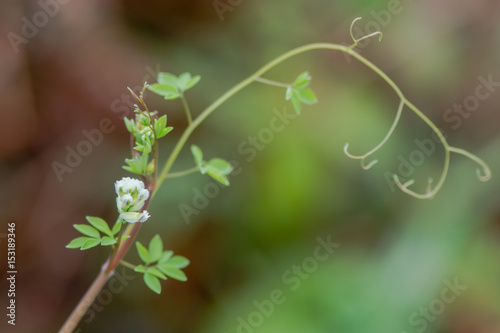 Climbing corydalis (Ceratocapnos claviculata) tendrils. White flowers on plant in the poppy family (Papaveraceae), growing in British woodland photo