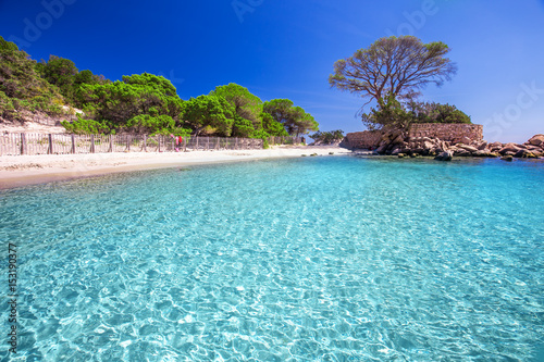 Fototapeta Naklejka Na Ścianę i Meble -  Famous pine tree on Palombaggia beach, Corsica, France