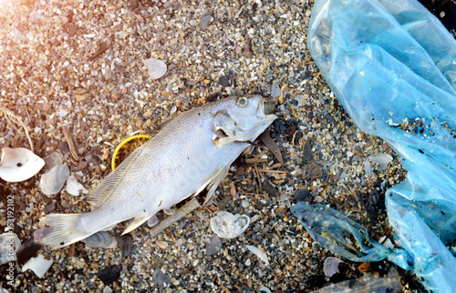 Fototapeta Naklejka Na Ścianę i Meble -  Body of death fish on the beach.