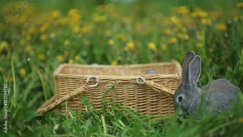 Little rabbit on the farm  in summer day