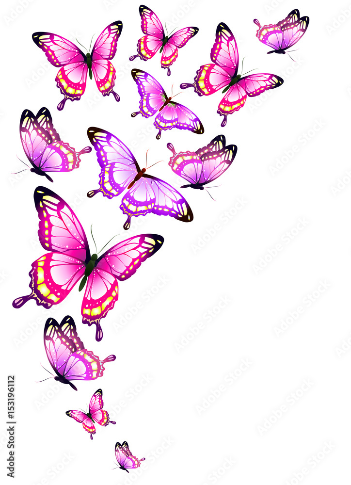 beautiful pink butterflies, isolated  on a white