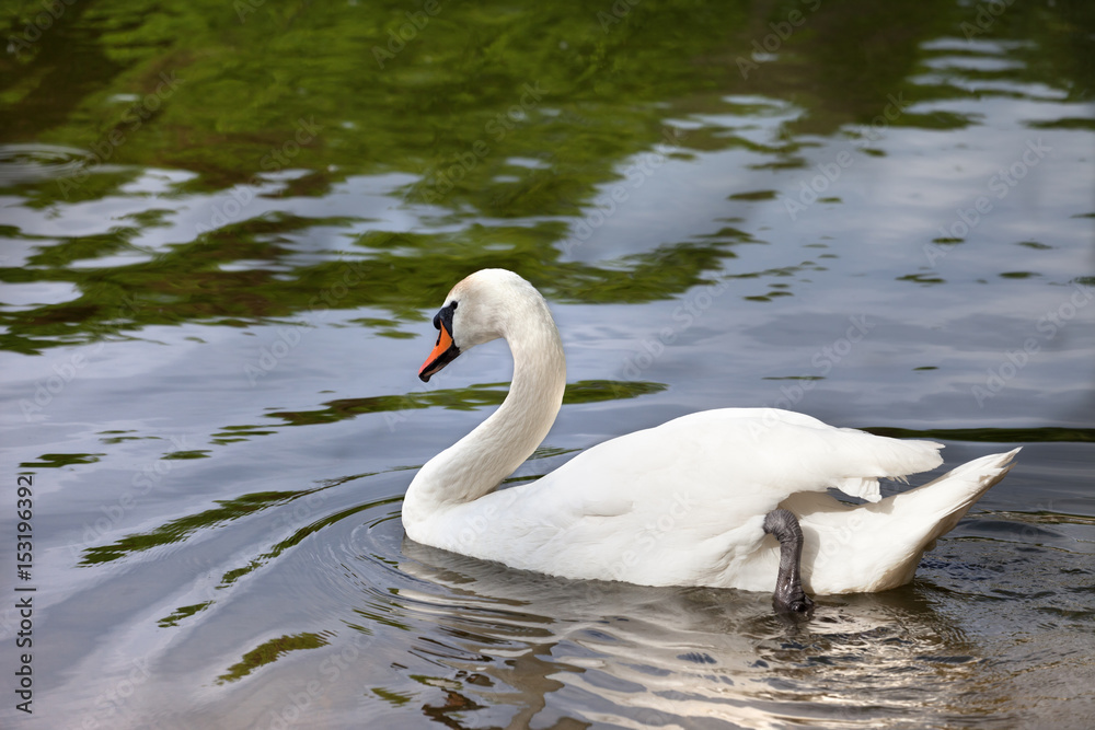 Mute swan on water surface Mute swan on water surface