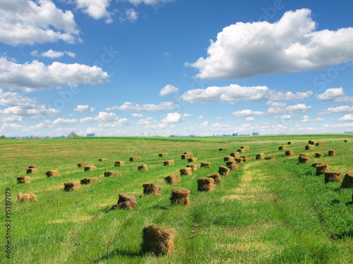 Bales of hay on the farm field