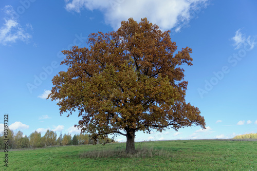 A lone oak on the field in autumn.