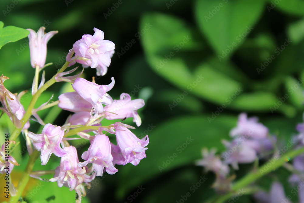 Pink/lilac bells Pink/lilac bells