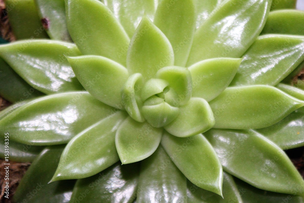 succulent plant from above close-up succulent plant from above close-up