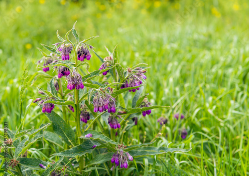 Purple budding, flowering and overblown blooms of a common comfrey plant