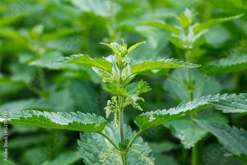 Urtica dioica, often called common nettle or stinging nettle photo