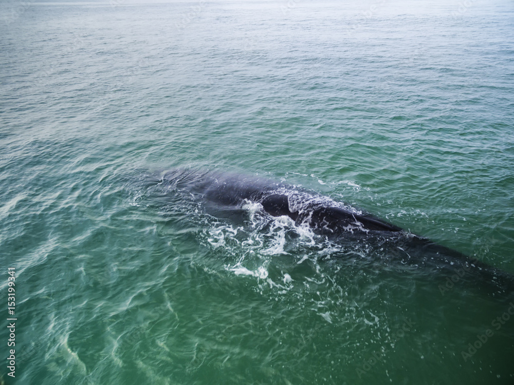 Naklejka premium Top view of Southern Right Whales in Hermanus, Cape Town South Africa