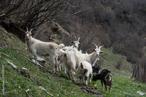 Goats in Svaneti mountains