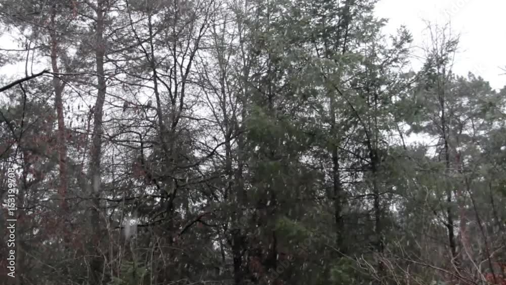 First Snow in the Forest at Plus Temperature First Snow in the Forest at Plus Temperature