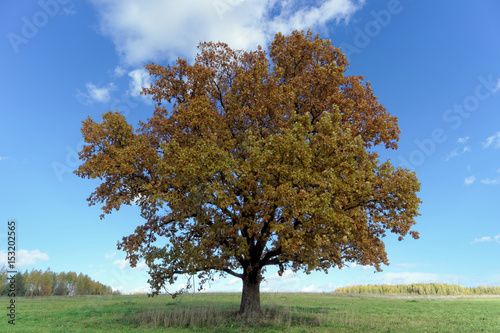 Lonely oak on the field.