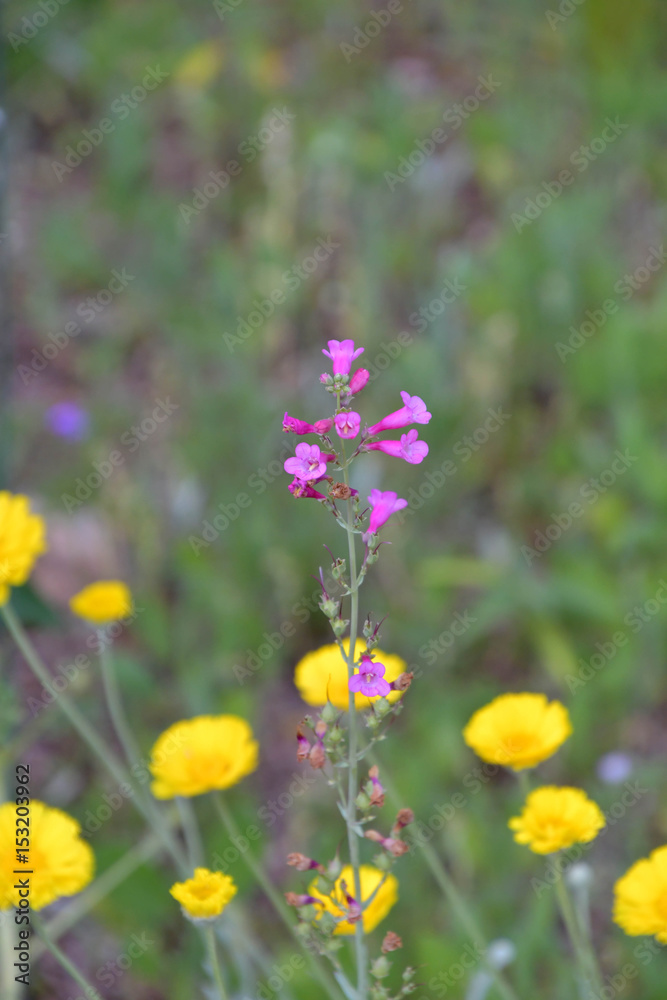 Spring flowers pink centered portrait.jpg