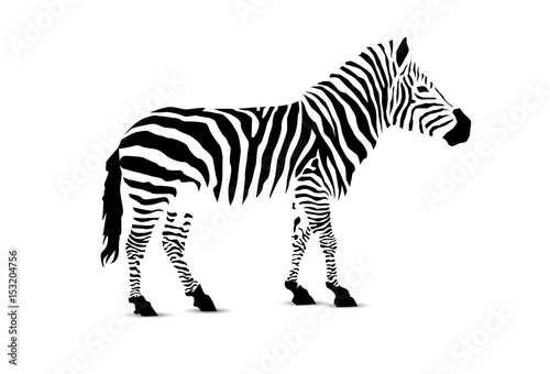 Zebra. Silhouette of black stripes.