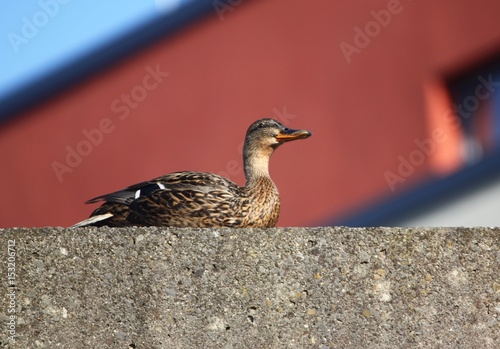 Wallpaper Mural Ente auf der Mauer - Duck on the Wall Torontodigital.ca