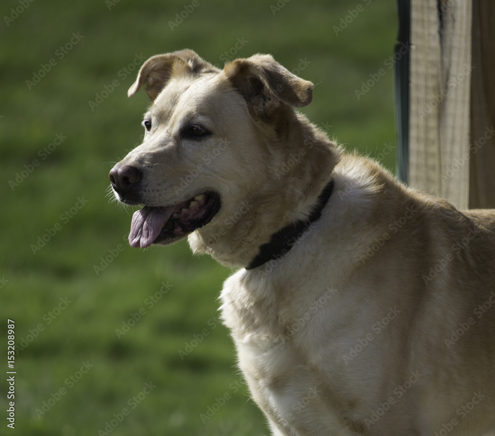 happy dog happy dog