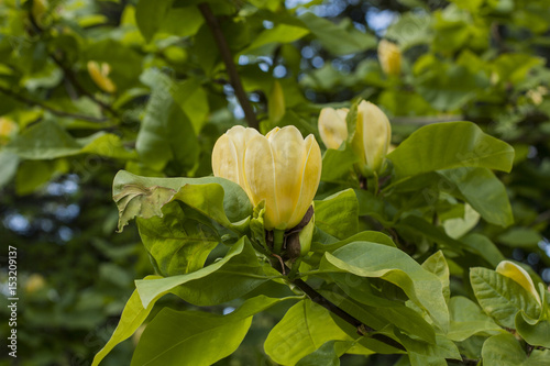 Magnolia.  Yyellow  florwers, magnolia brooklynensis Yellow bird