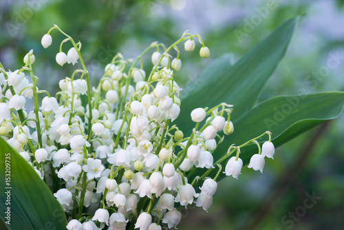 Fototapeta Naklejka Na Ścianę i Meble -  lily of the valley flowers