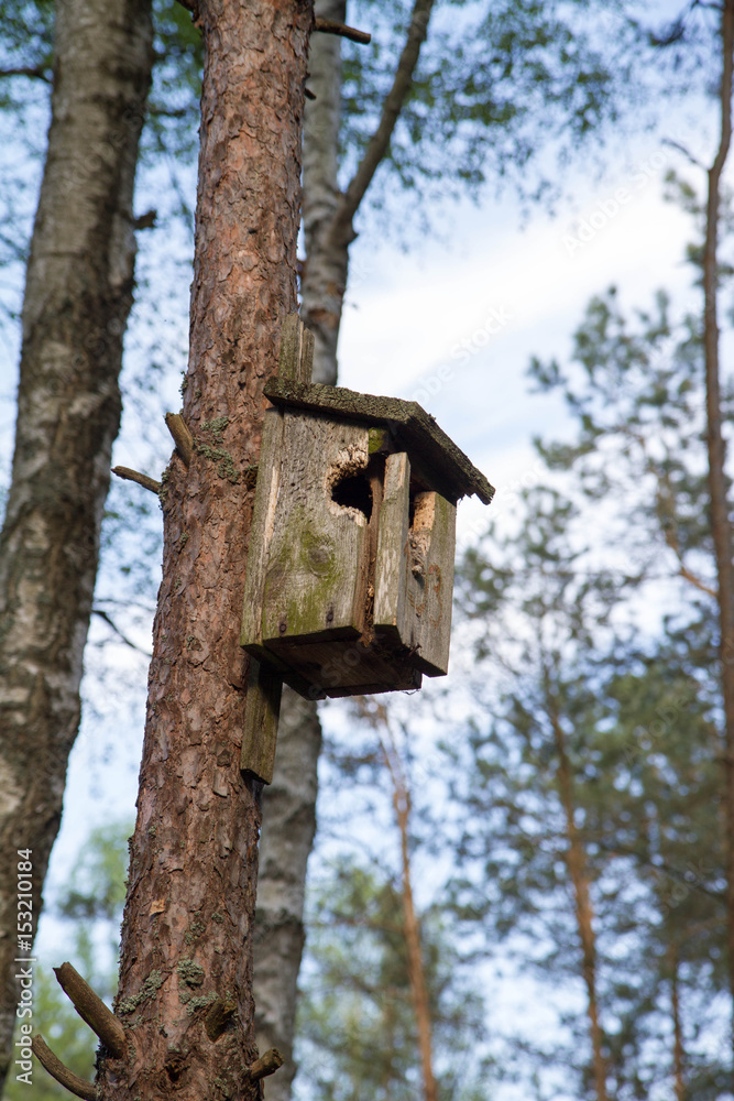 Little Birdhouse on a tree in the forest