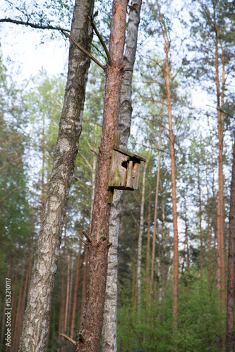 Little Birdhouse on a tree in the forest © teine