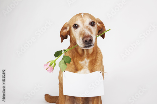 Brown dog with pink rose in its mouth and white table for text.  On the bright background.  photo