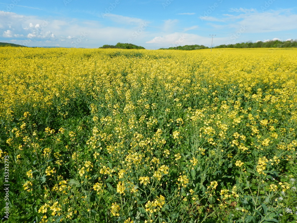 countryside landscape with canola oil field