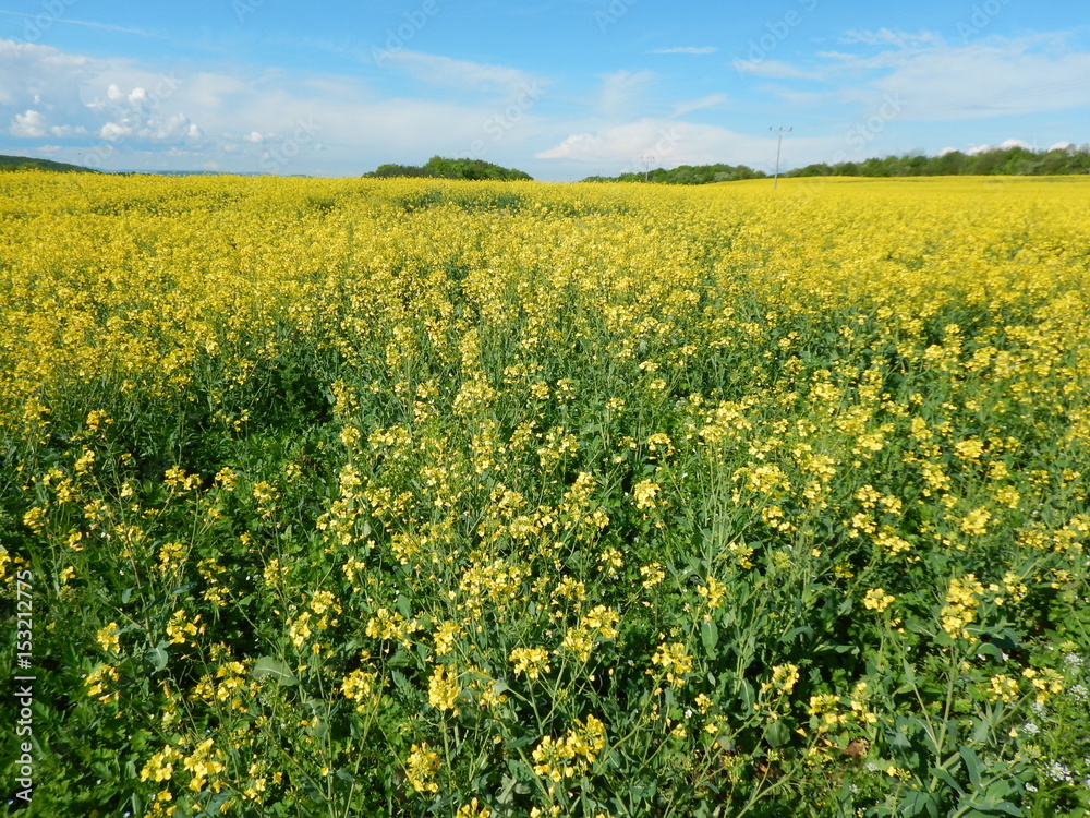 countryside landscape with canola oil field countryside landscape with canola oil field