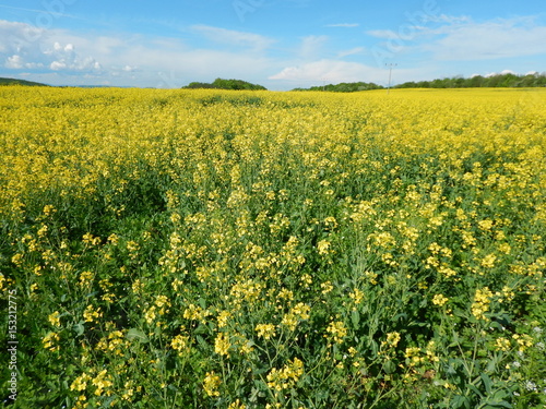 countryside landscape with canola oil field © luciezr