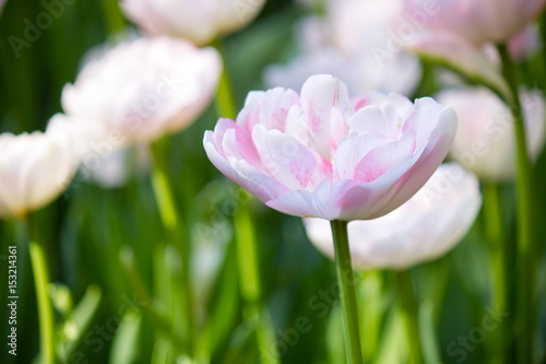 Fototapeta Naklejka Na Ścianę i Meble -  Beautiful white tulip growing in the flowerbed