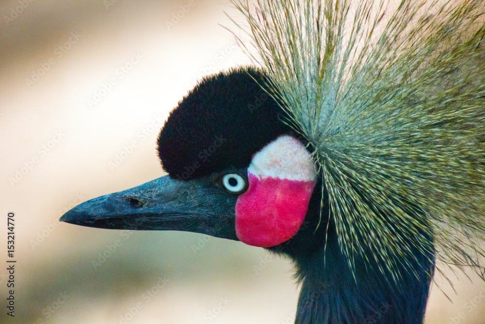 Fototapeta premium Closeup of crowned crane face and beak