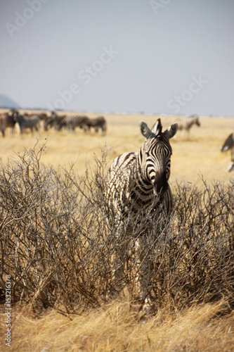 Zebra und Herde stehen am Busch am Stra  enrand im Etosha Nationalpark in Namibia in Afrika