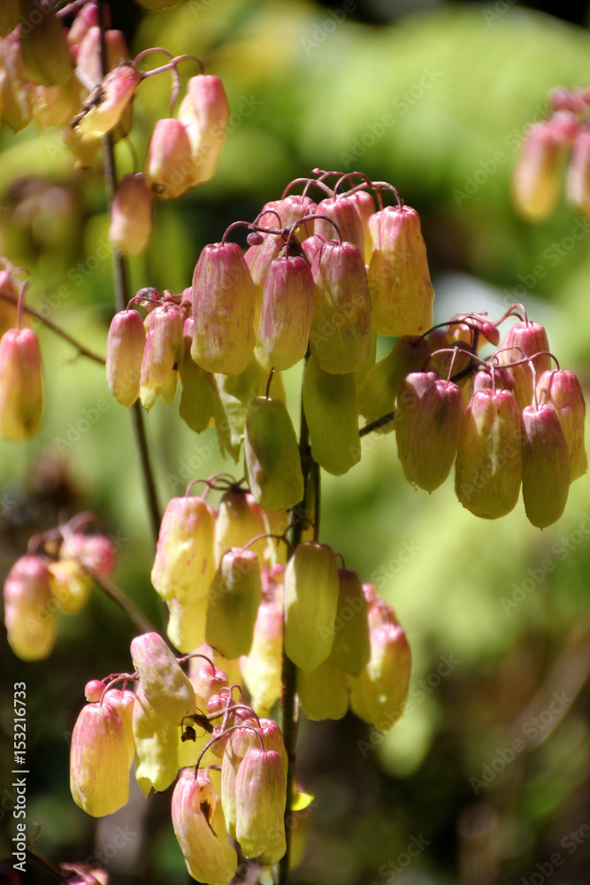 Obraz premium Nahaufnahme von Pflanze im Frühling