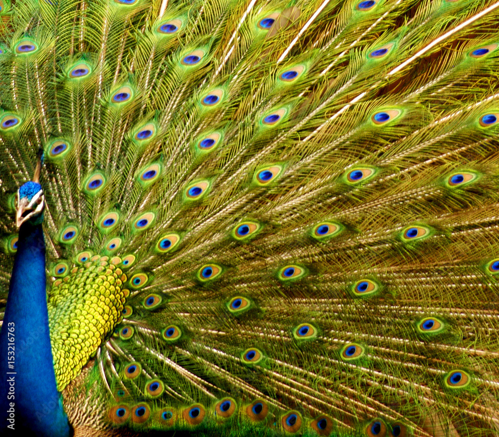 Obraz premium Peacock